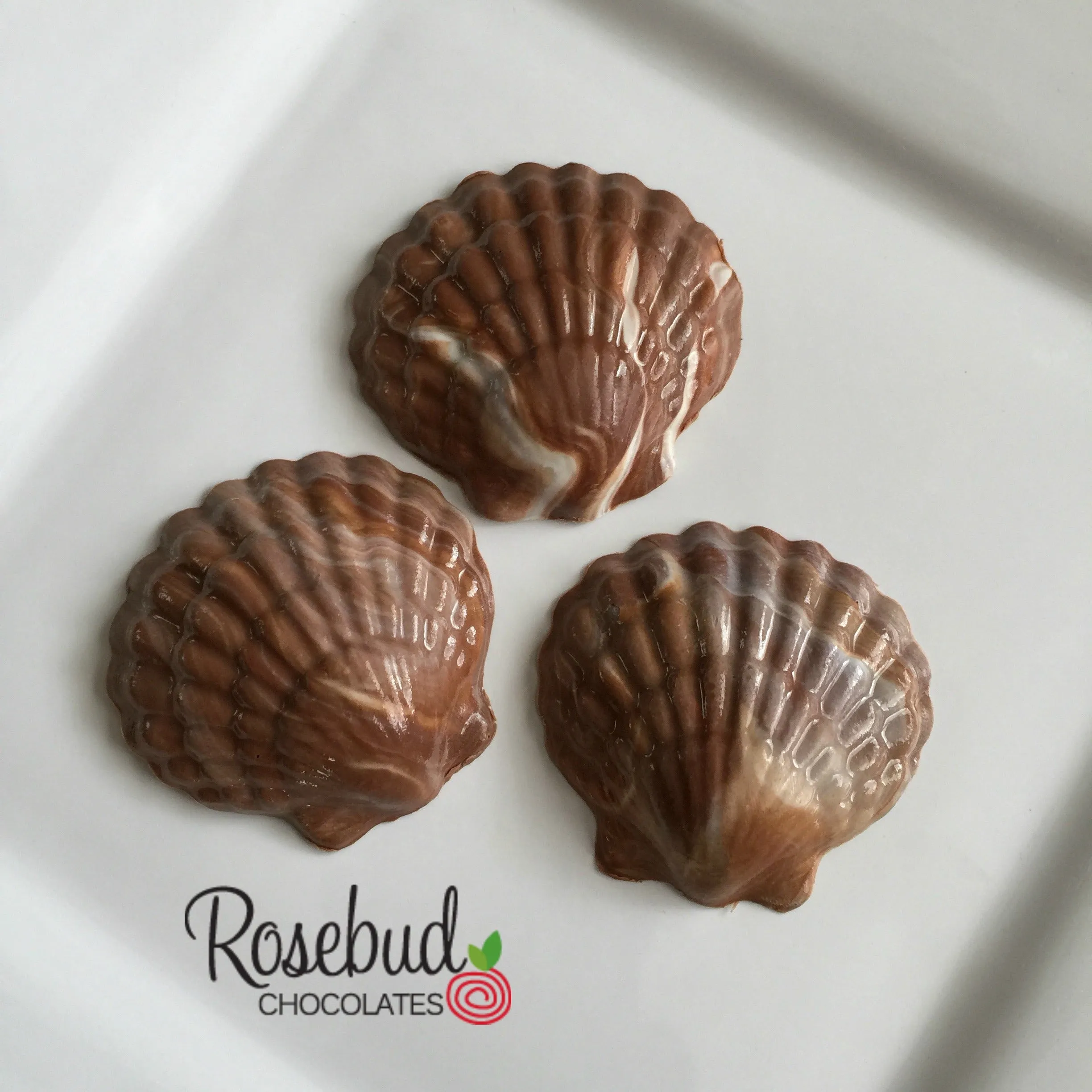 12 SEASHELL Chocolate Candy Party Favors